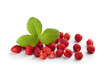 Photo: Wild strawberry Wild strawberry