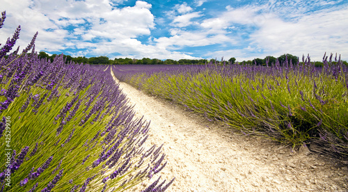 Foto: Provence 3 Provence 3