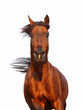 arabian horse