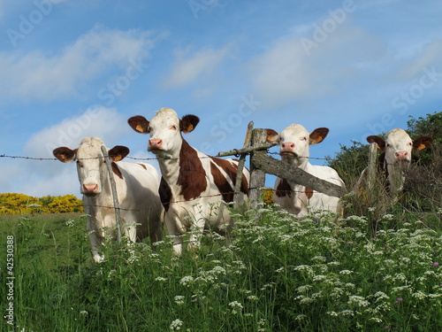 Photo: Les vaches Les vaches