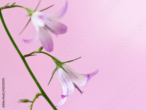 Photo: delicate bell flower delicate bell flower