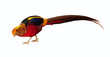 pheasant. Isolated over white