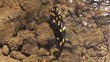 Video: triton triton