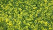 Video: Rape field Rape field