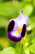 Close up of violet Torenia flower