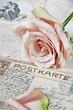 Vintage rose