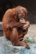 Sumatra-Orang-Utans