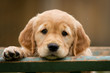 Foto: Golden Welpe Golden Welpe