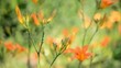 HD of yellow lily on the wind
