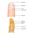anatomie fingernagel, vektor illustration