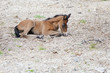 Wild horses