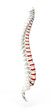Human Spine