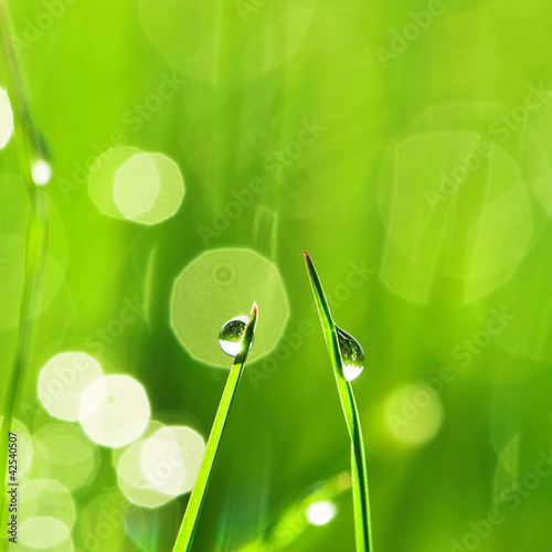 Foto: Morning grass Morning grass