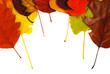 Foto: Autumn leaves Autumn leaves