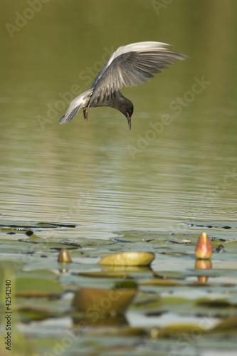 Photo: Black tern Black tern