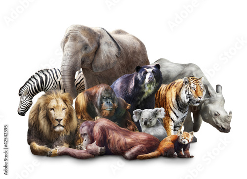 Photo: Group of animals Group of animals
