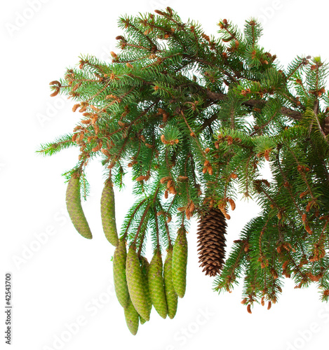 Photo: spruce branch with cones isolated spruce branch with cones isolated