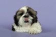 Hunde-Shih-Tzu 0733