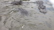Hungry Alligators in a floridian swamp