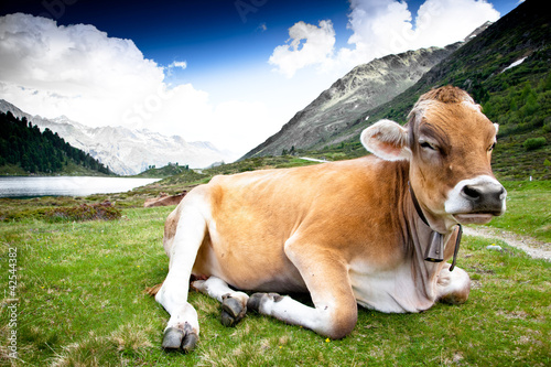 Photo: mucca al pascolo mucca al pascolo