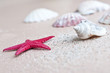 Seestern und Muscheln