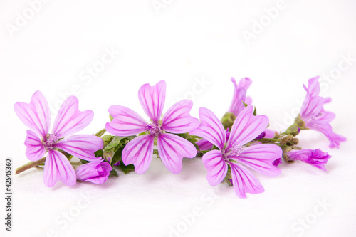 Photo: Malva Malva