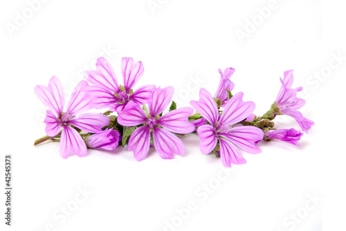 Photo: Fiori di malva Fiori di malva