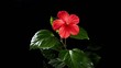 Blooming red Hibiscus on a black background (Time Lapse)