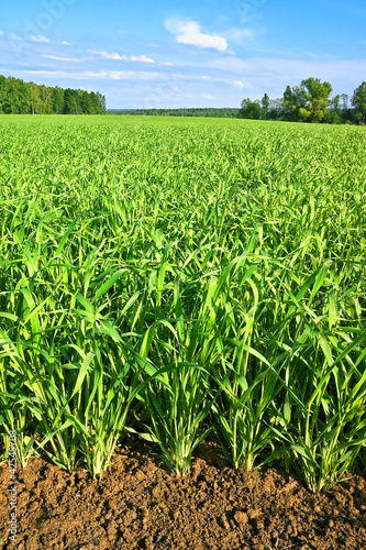 Foto: Rural areas at the beginning of summer Rural areas at the beginning of summer