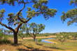 Korkeiche - cork oak 58