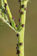 Aphids