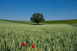 Baum im Getreidefeld