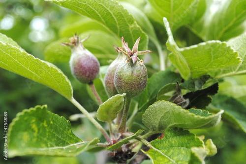 Photo: unreife Äpfel unreife Äpfel