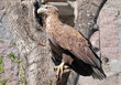 White-tailed Eagle