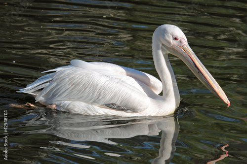 Photo: Pelican Pelican