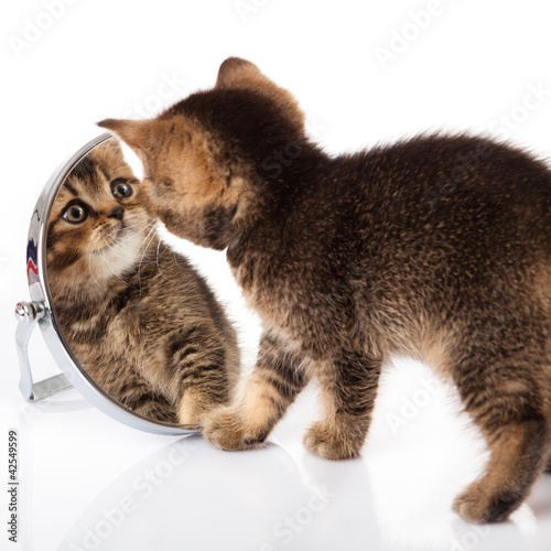 Photo: kitten with mirror on white background. kitten looks in a mirror kitten with mirror on white background. kitten looks in a mirror