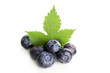 blaubeeren
