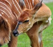 Nyala