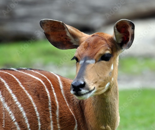 Photo: Nyala Junges Nyala Junges