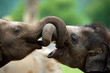 Elephants playing