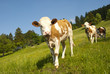 Alpenkühe