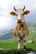 Alpenkuh