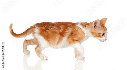 Photo: Adorable little cat Adorable little cat