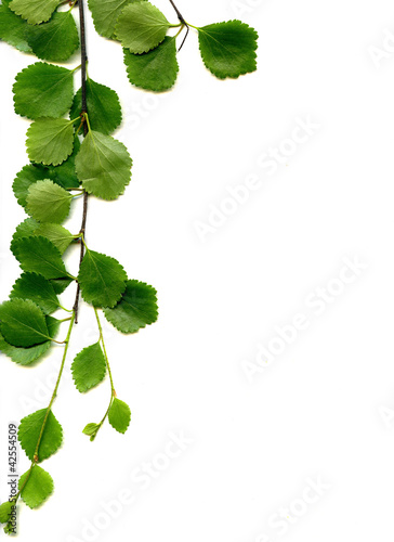 Photo: background birch and leaves background birch and leaves