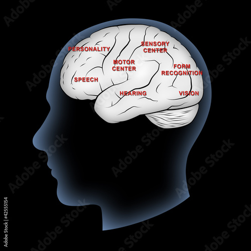 Illustration: Brain Functions Brain Functions