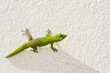 Margouillat sur un mur