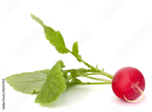 Photo: Small garden radish with leaves Small garden radish with leaves