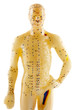 mannequin d'acupuncture chinoise