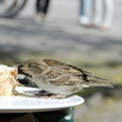 Spatzen
