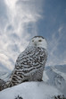 Snowy on background blue sky